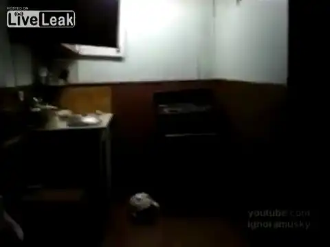 Кошки в своем репертуаре