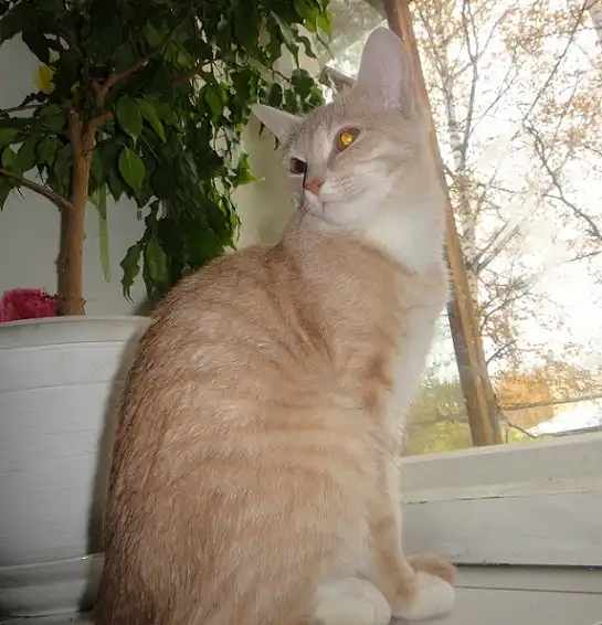 Персиковая молоденькая кошечка!