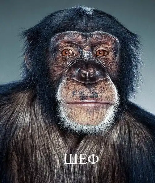 Кто-кто в офисе живет?