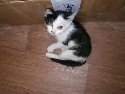 Черно-белая прелесть