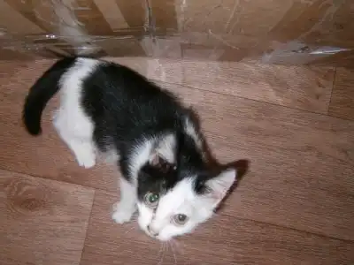 Черно-белая прелесть