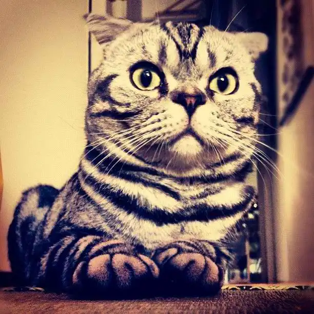 Кошка Шиши Мару - звезда редактора Instagram