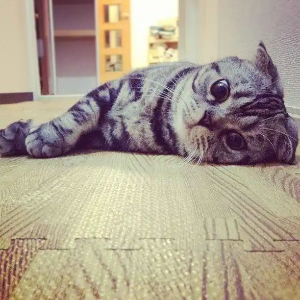 Кошка Шиши Мару - звезда редактора Instagram