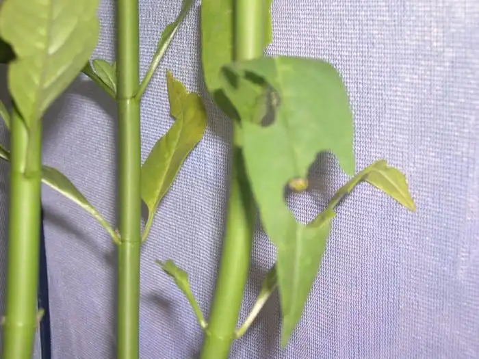 Превращение гусеницы в яркую бабочку