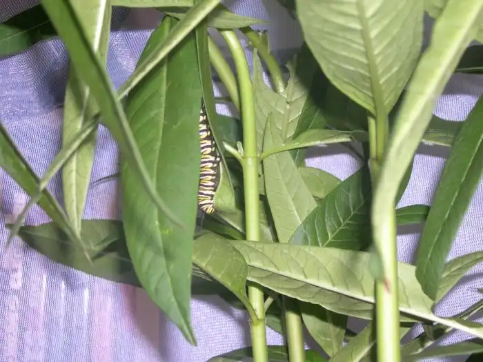 Превращение гусеницы в яркую бабочку