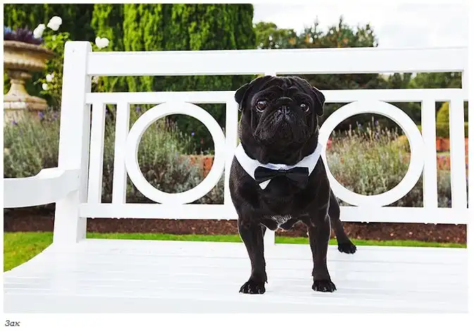 Необычная свадьба светских питомцев