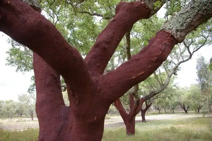 Как производят пробки для бутылок вина