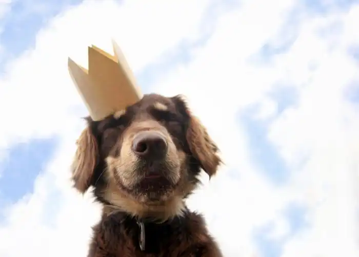 Собака - друг, который никогда не предаст