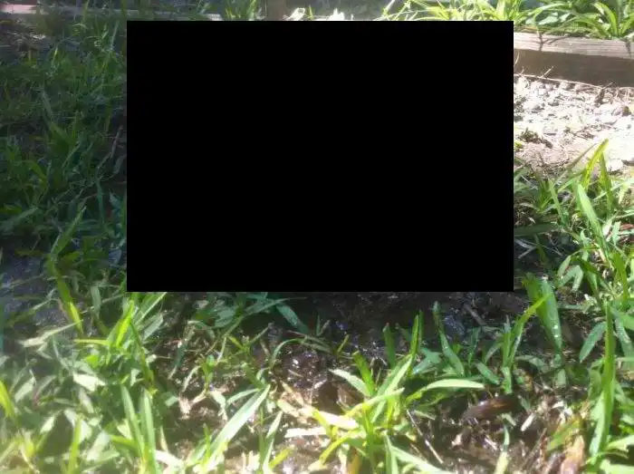 Альтернатива обычным домашним питомцам