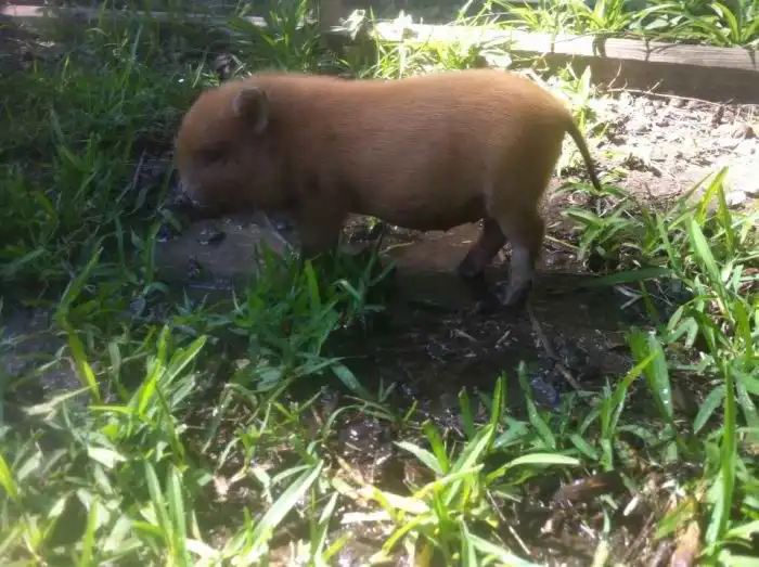 Альтернатива обычным домашним питомцам