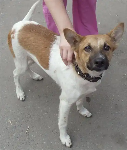 Отдам в хорошие руки хорошего щенка