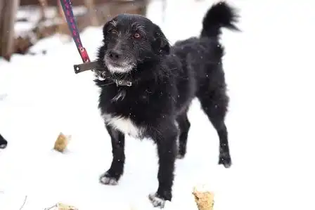 Кузя ищет хозяина!