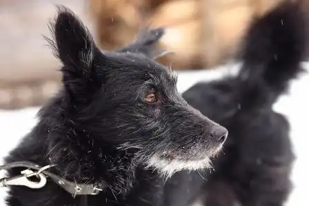 Кузя ищет хозяина!