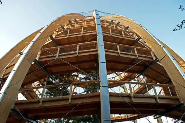 Удивительная ель, растущая под куполом