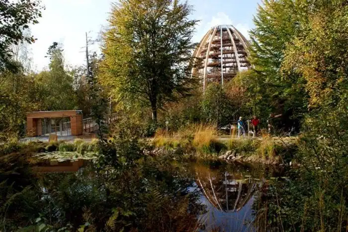 Удивительная ель, растущая под куполом