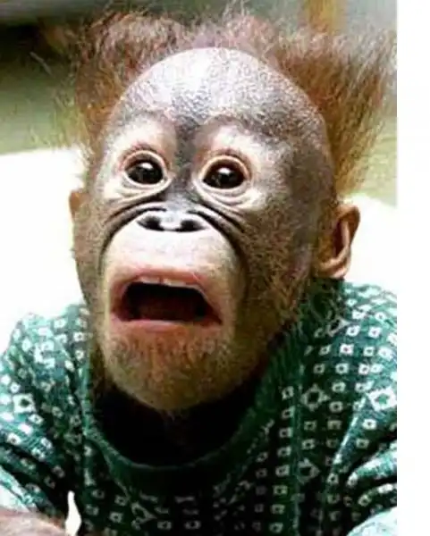 Если бы я был Сталиным (часть 5). Слово к бритым обезьянам