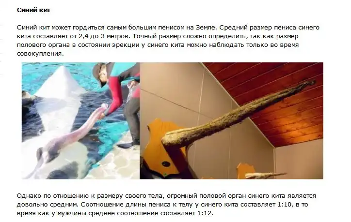 Половые гиганты в мире животных