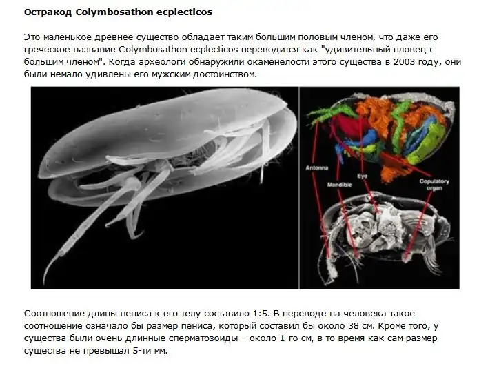 Половые гиганты в мире животных