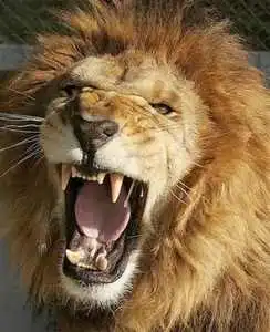 Топ-10: животные с самыми сильными укусами