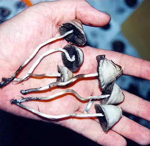 Как я однажды попробовал грибы