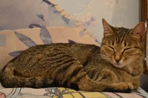 Кошечка Даша