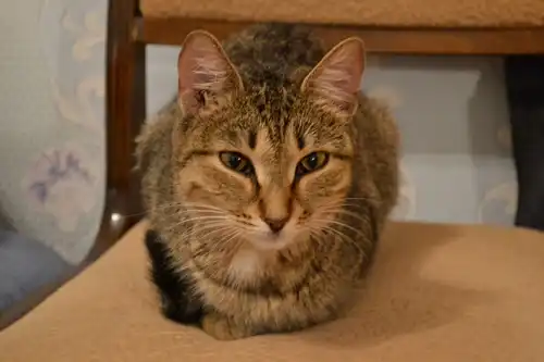 Кошечка Даша