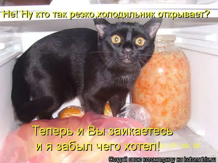 Лучшие котоматрицы недели