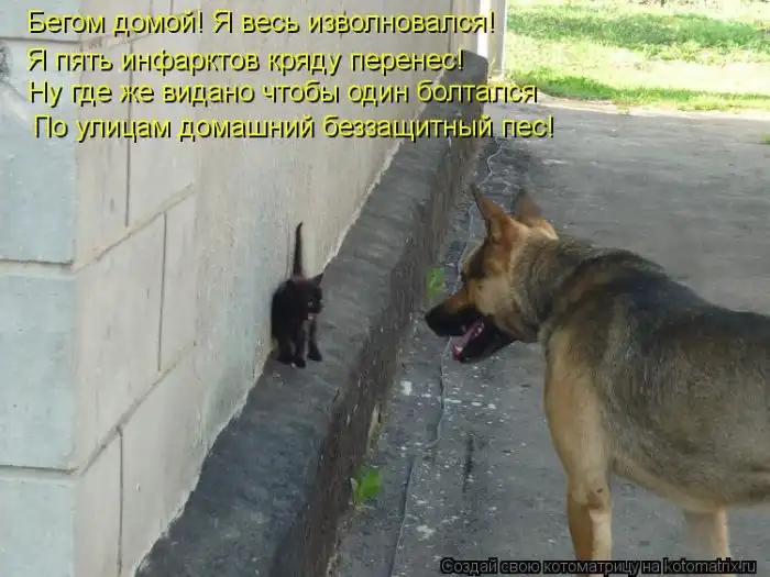 Лучшие котоматрицы недели