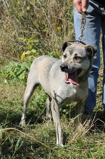 Отдам в хорошие руки пёсика Митю