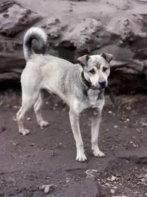 Отдам в хорошие руки пёсика Митю