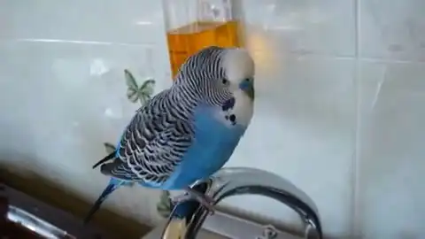 Говорящий попугай