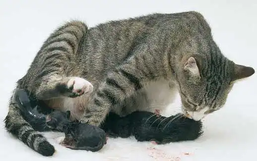 Роды у кошек: советы и рекомендации