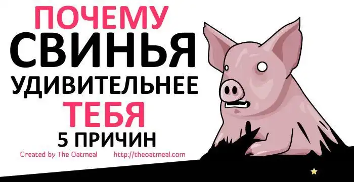 Свиньи - удивительные создания