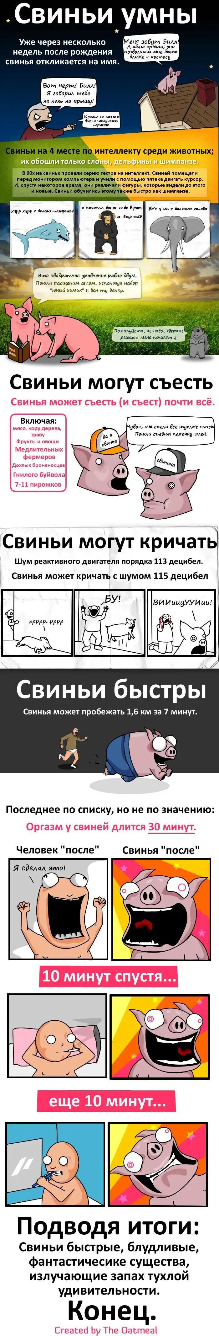 Свиньи - удивительные создания