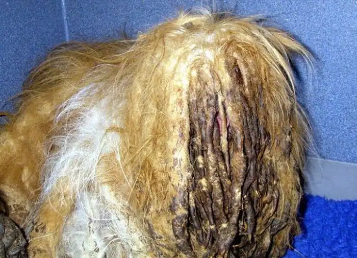 Спасение двух собак