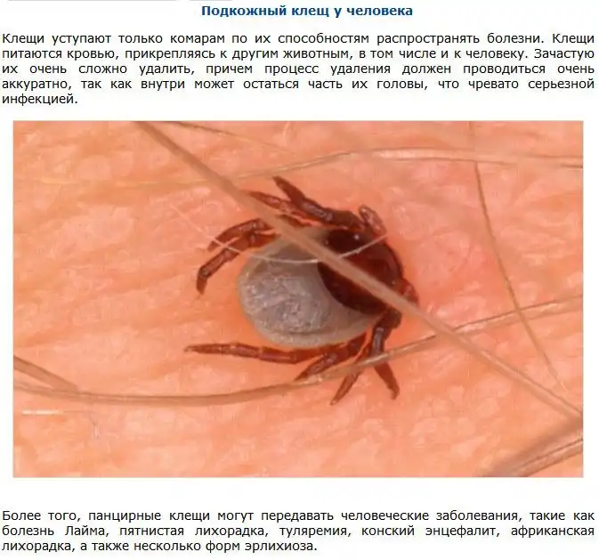 ТОП-9 невероятно опасных существ