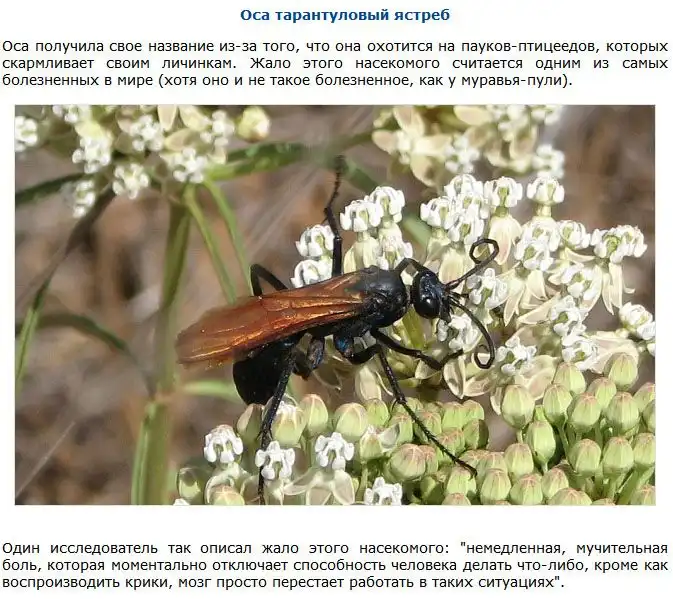 ТОП-9 невероятно опасных существ