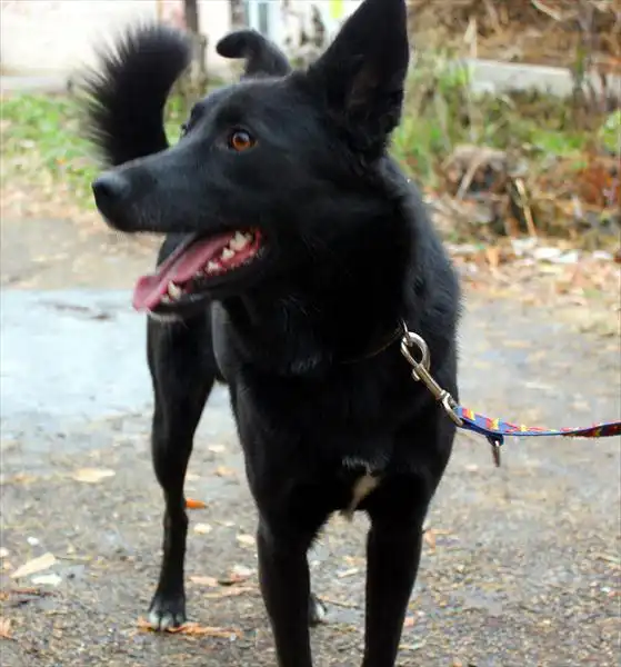 Пес ищет хозяев