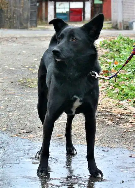 Пес ищет хозяев