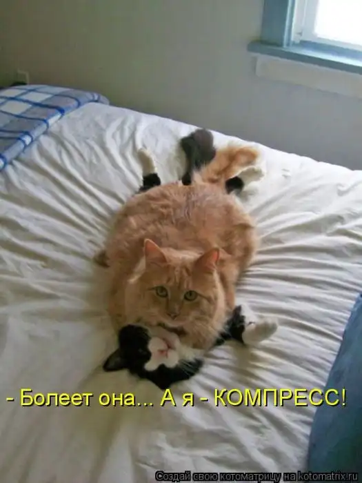 Лучшие котоматрицы недели