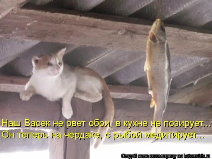 Лучшие котоматрицы недели