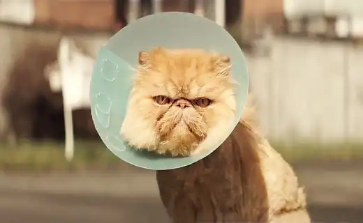 Котушеньки и собаченьки