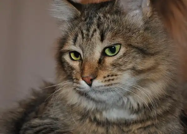 Отдам в хорошие руки кота Стёпу