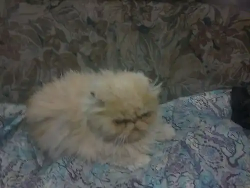 Персик - метис перса