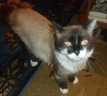 Кот-философ