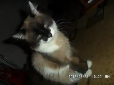 Кот-философ