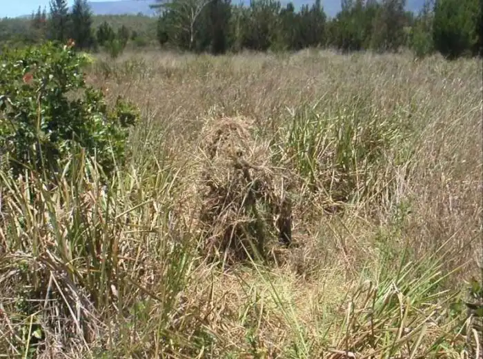 Как камуфляж скрывает солдат и технику от врага