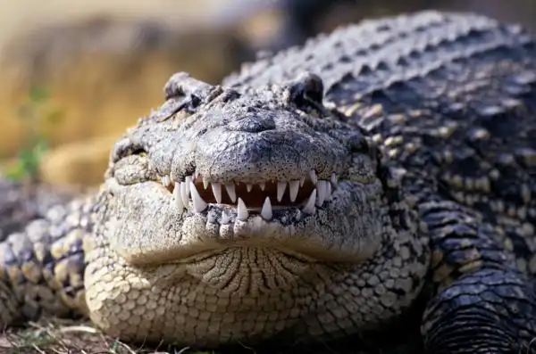 Вдруг как в сказке скрипнула дверь....  ( ненормативная лексика 18+)