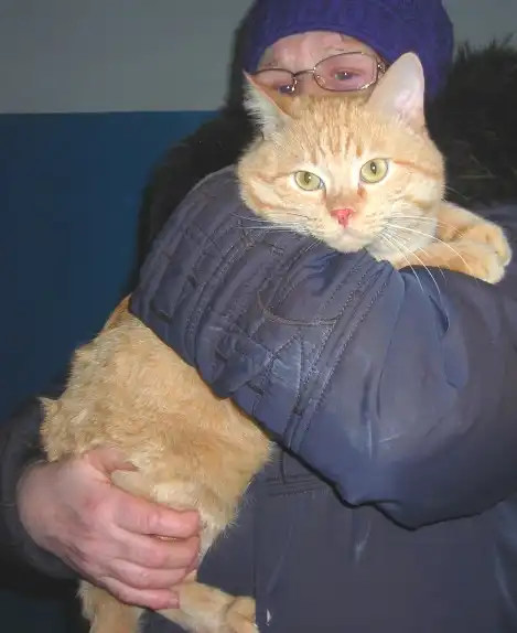 Отдам в хорошие руки кота Рыжика