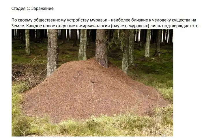 Медленная погибель муравейника